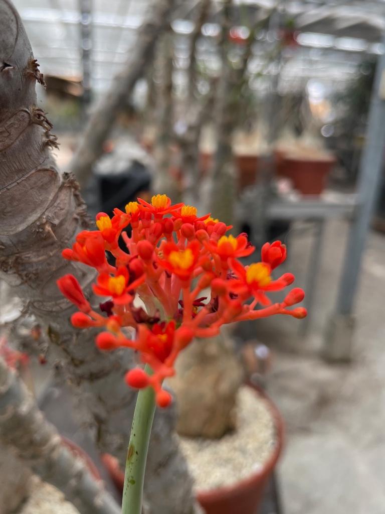 Caudex Jatropha Podagrica potmaat 27 en 30 cm 60-110 hoog, 100 tot 150 cm, Overige soorten, Ophalen of Verzenden, In pot