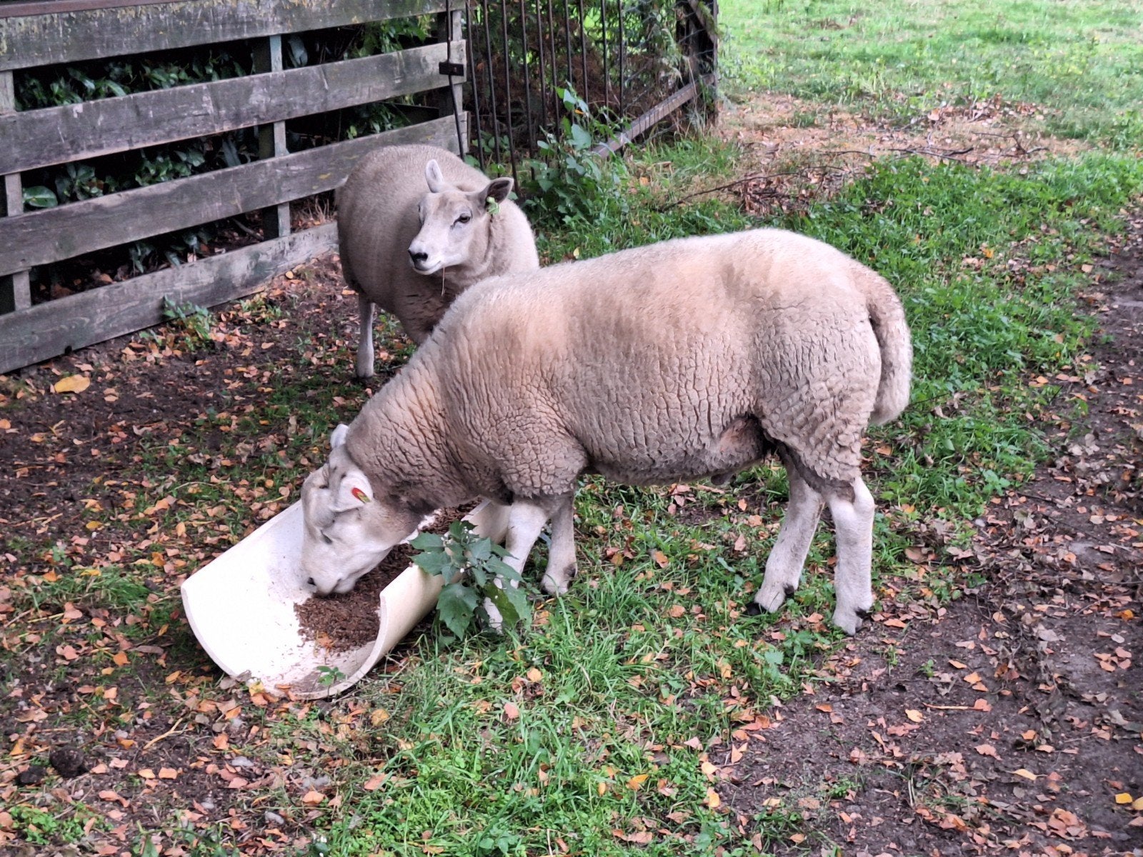 engelse texelaar dekram, Dieren en Toebehoren, Mannelijk, Schaap, 0 tot 2 jaar
