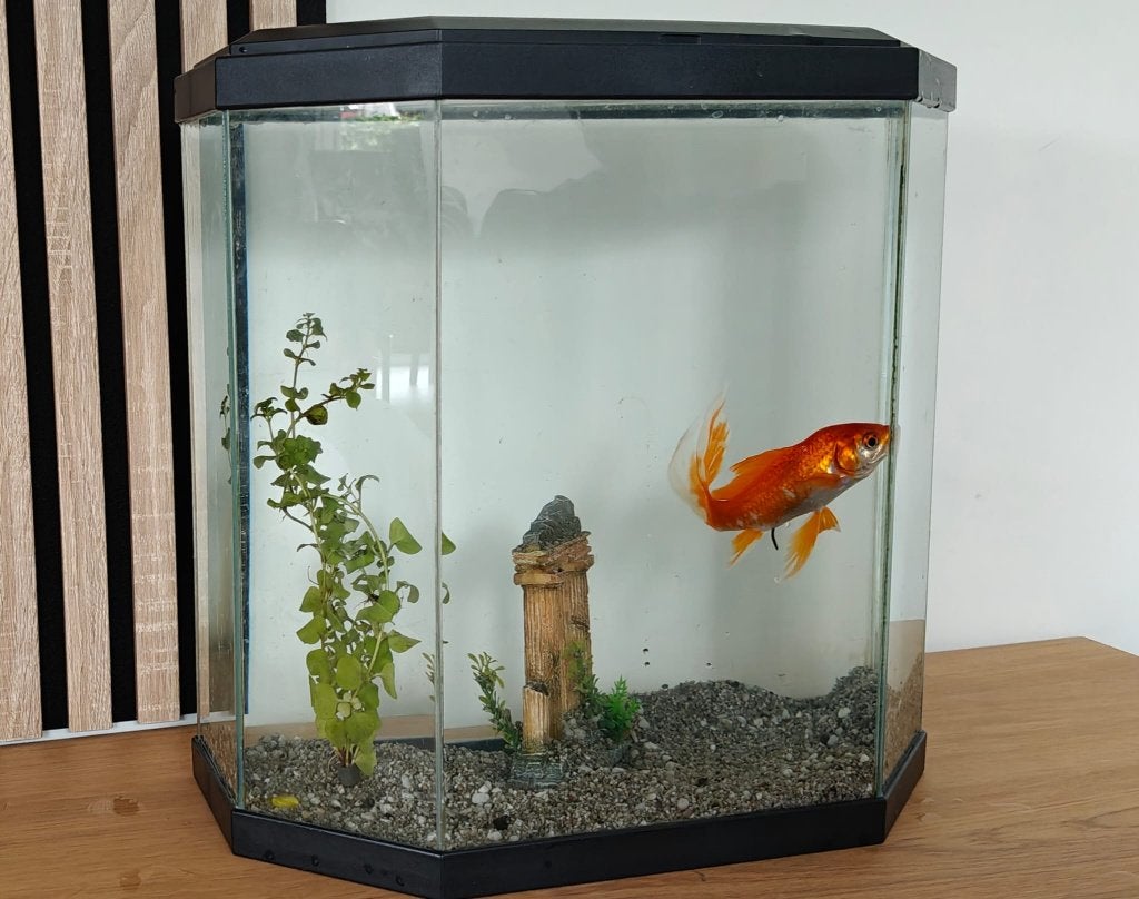 Aquarium 32 liter (exclusief vis), incl. ornament, Ophalen, Inclusief deksel, Gebruikt, Leeg aquarium