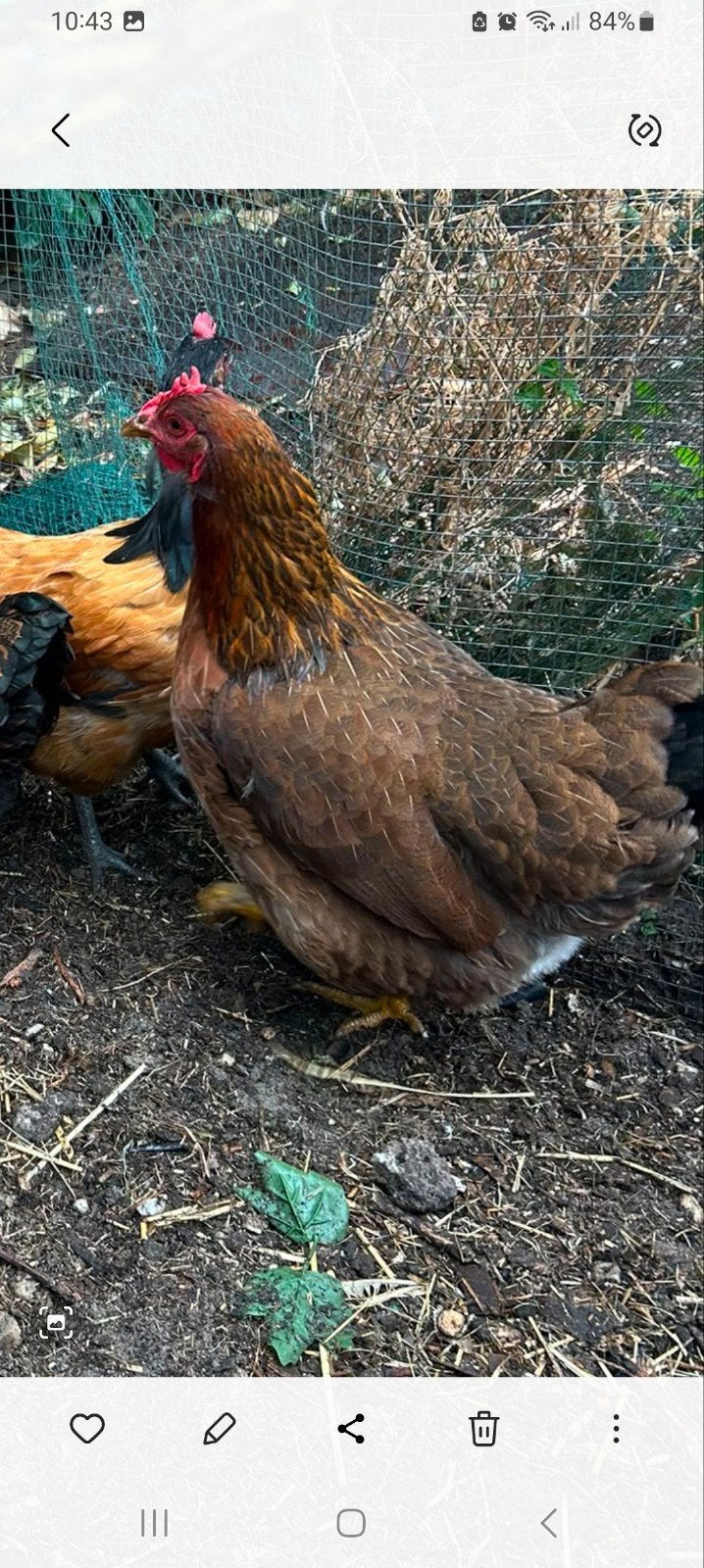 Welsumer hen, Dieren en Toebehoren, Pluimvee, Vrouwelijk, Kip