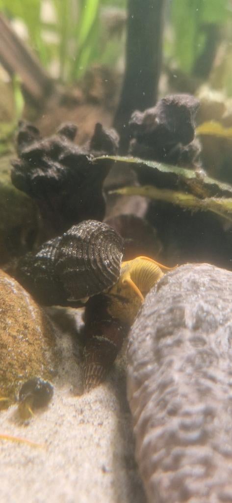 Konijnslakken if Sulawesi slakken, Dieren en Toebehoren, Vissen | Aquariumvissen, Slak of Weekdier