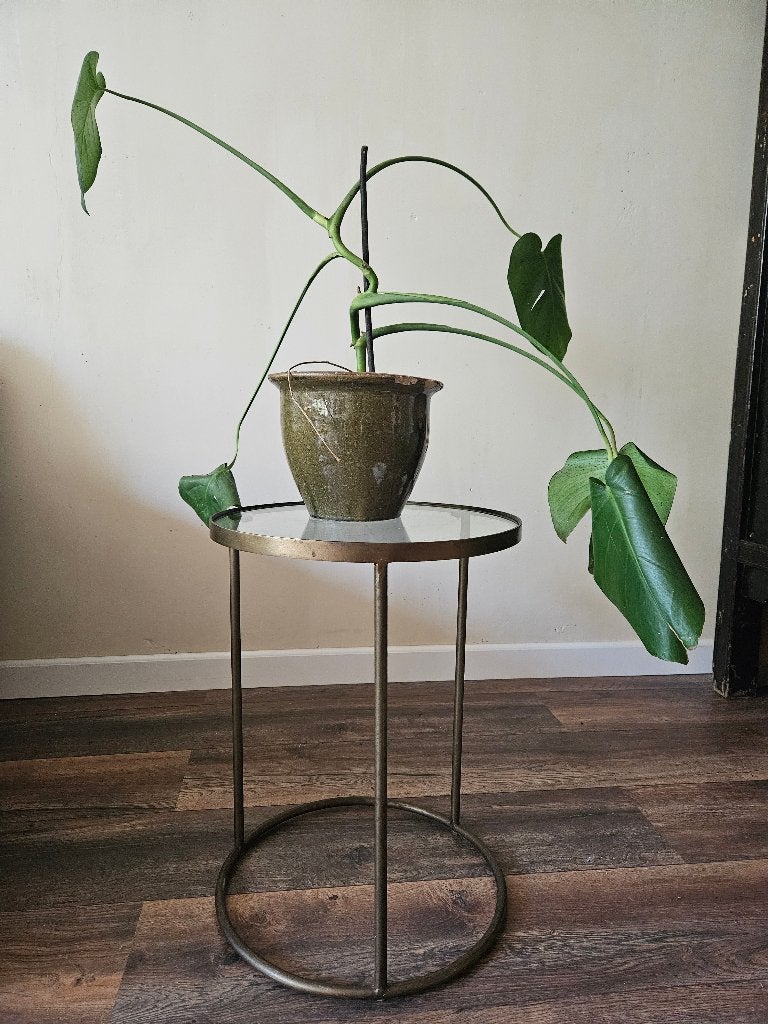 Monstera in Vintage pot, Ophalen, Overige soorten, Halfschaduw, In pot