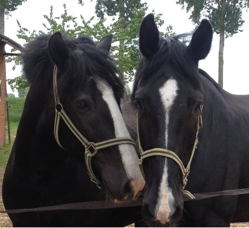 Gezocht stalling/ weide, Dieren en Toebehoren, Stalling en Weidegang, Weidegang, 2 of 3 paarden of pony's