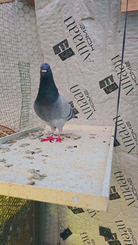 Duiven te koop, Meerdere dieren, Overige soorten
