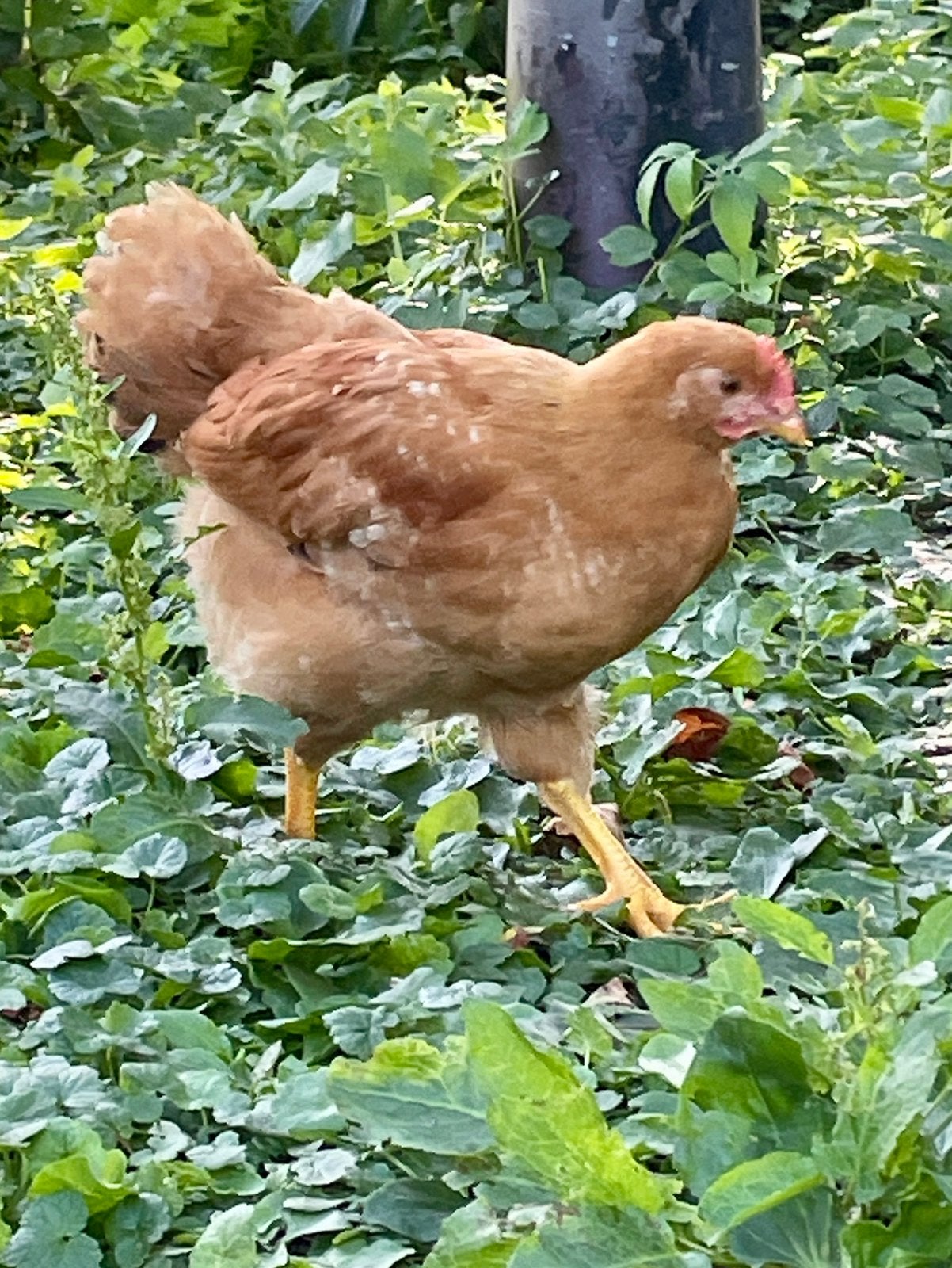 Marans en NewHampshire groot hanen, Dieren en Toebehoren, Pluimvee, Mannelijk, Kip