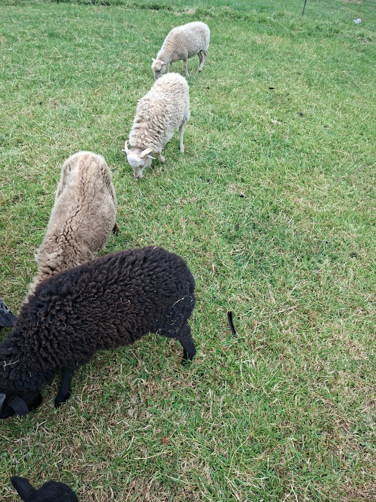 5 ouessanten, Dieren en Toebehoren, Meerdere dieren, Schaap