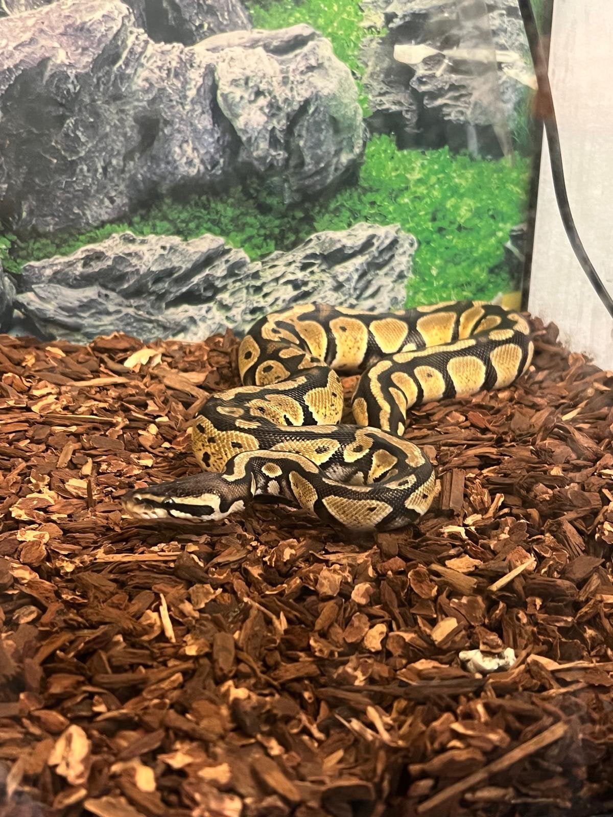 Twee prachtige koningspythons – gele en donkere kleurvariant Ball Python photo 7