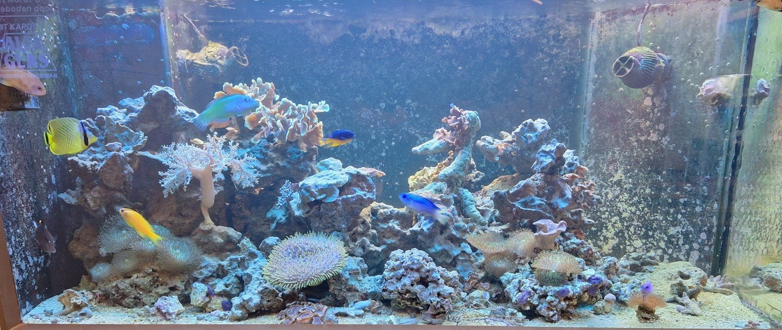Koralen tekoop, Ophalen, Nieuw, Gevuld zeewateraquarium