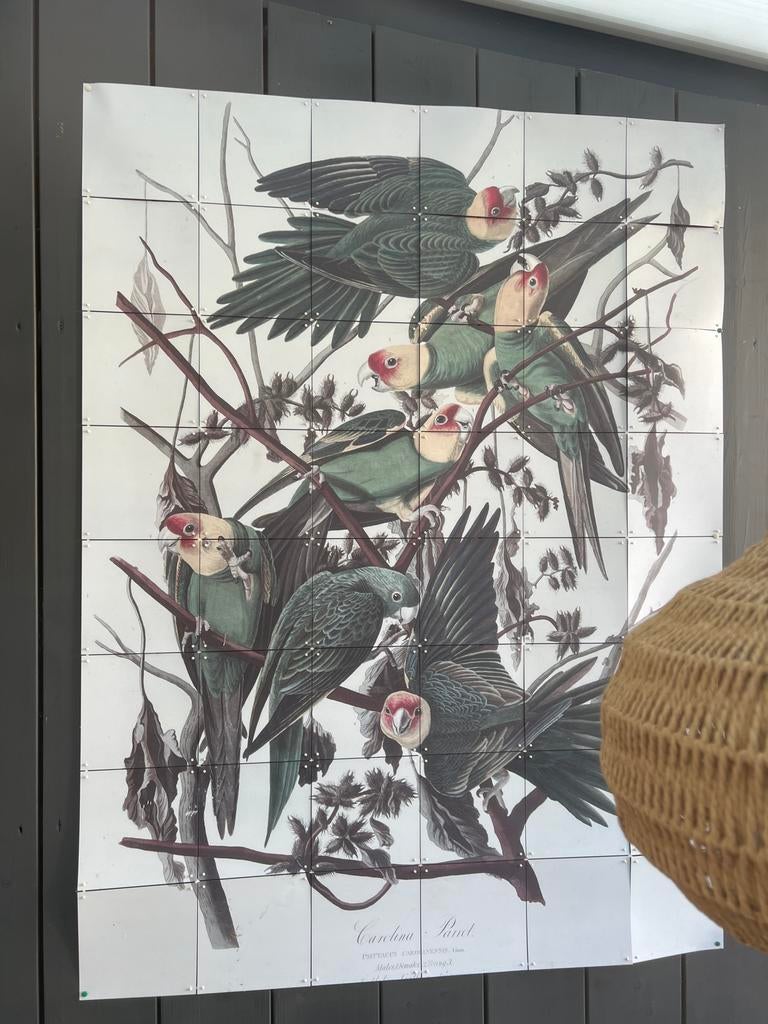 IXXI poster Carolina Parakeet 120x160 cm, Meerkleurig, Ophalen of Verzenden, Zo goed als nieuw, Kunststof