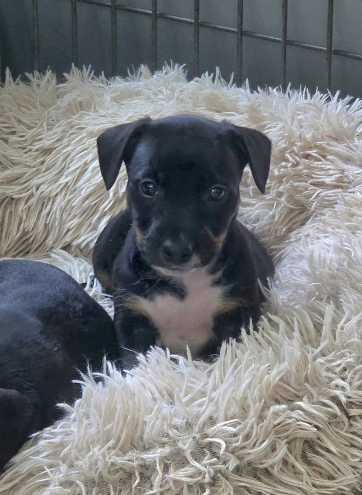 Jack Russel pups, Parvo, Jack Russell Terriër, 8 tot 15 weken, Meerdere