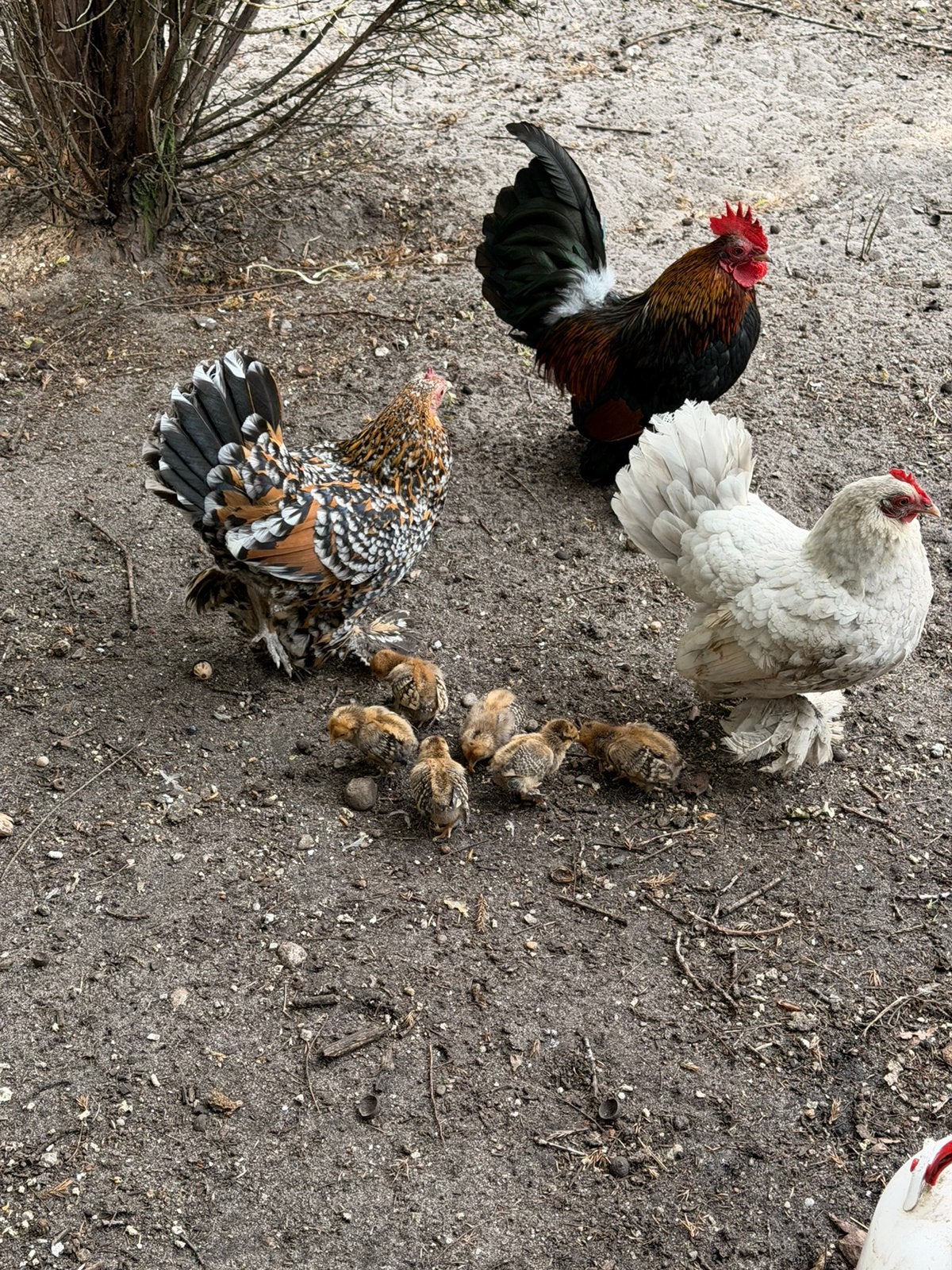 Hollandse Sabelpoot (kriel), Dieren en Toebehoren, Pluimvee, Meerdere dieren, Kip