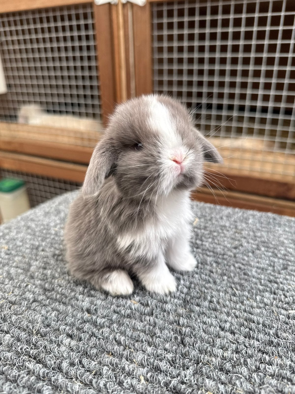 Raszuivere lieve minilop konijntjes, Dieren en Toebehoren, Konijnen, Meerdere dieren, Dwerg