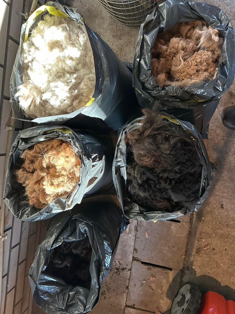 Alpaca vachten wol ( schering 2026), Dieren en Toebehoren, Schapen, Geiten en Varkens, Meerdere dieren, Schaap