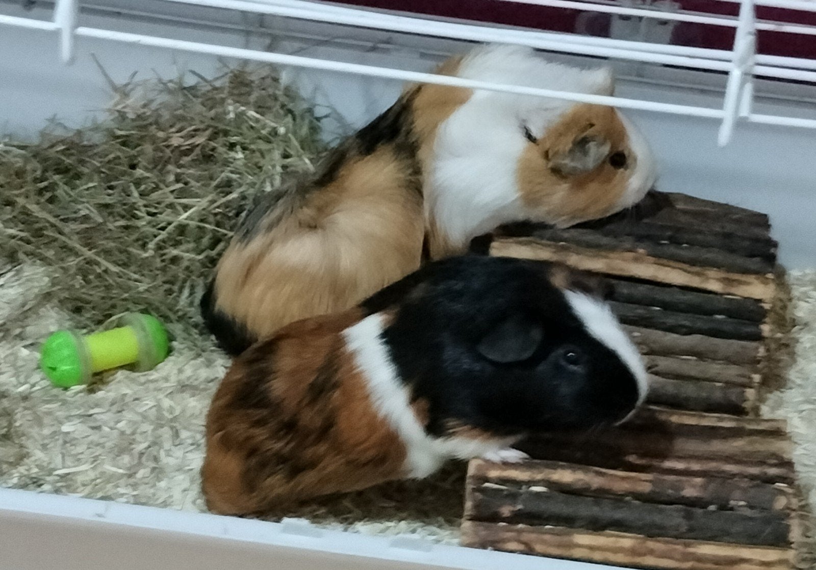 2 lieve jonge cavia beertjes, Dieren en Toebehoren, April, Mannelijk, Cavia