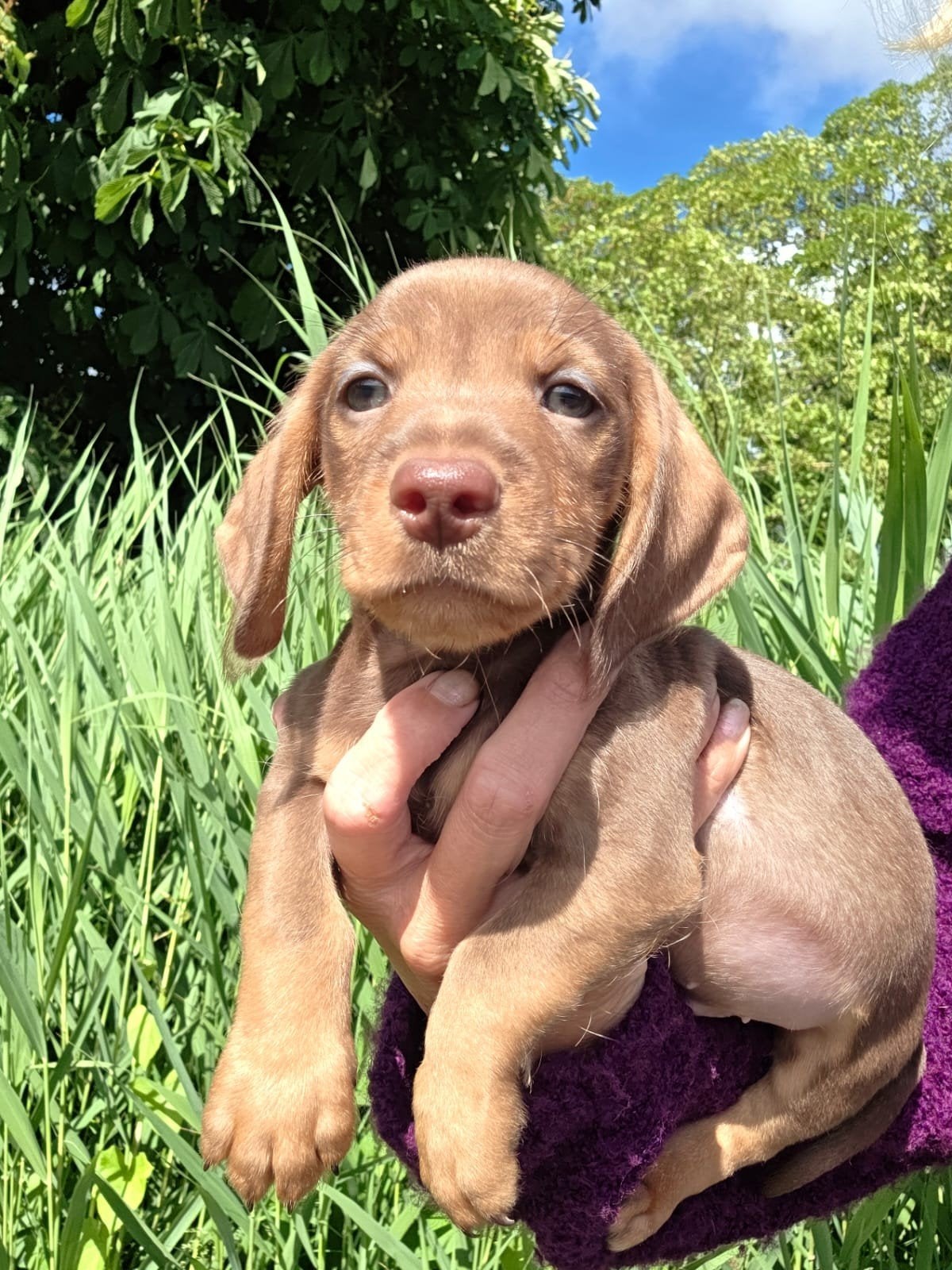 Leuke dwerg teckel pups., Parvo, 8 tot 15 weken, Korthaar, Dwerg