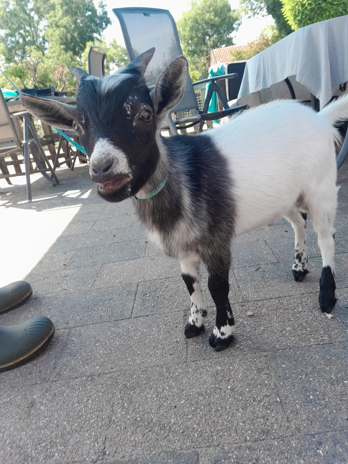 dwergbok, Dieren en Toebehoren, Schapen, Geiten en Varkens, Mannelijk, Geit, 0 tot 2 jaar