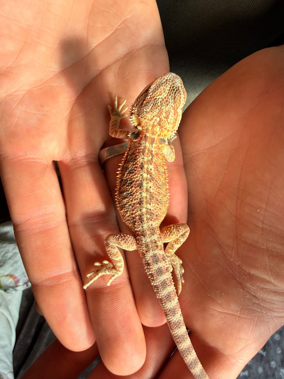 Baardagaam ( Pagona Vitticeps ) Bearded Dragon photo 5