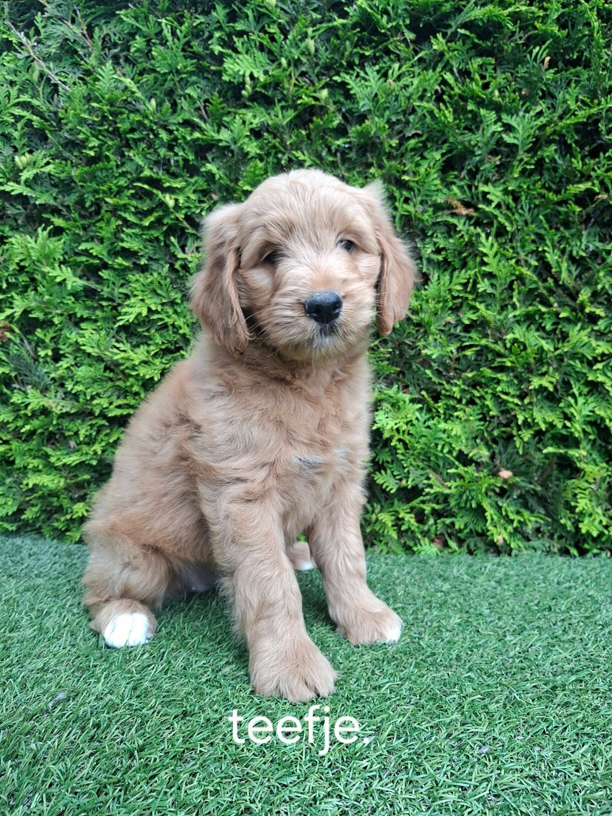 .Zeer mooie speelse goldendoodle F2., Parvo, Overige rassen, 8 tot 15 weken, Meerdere