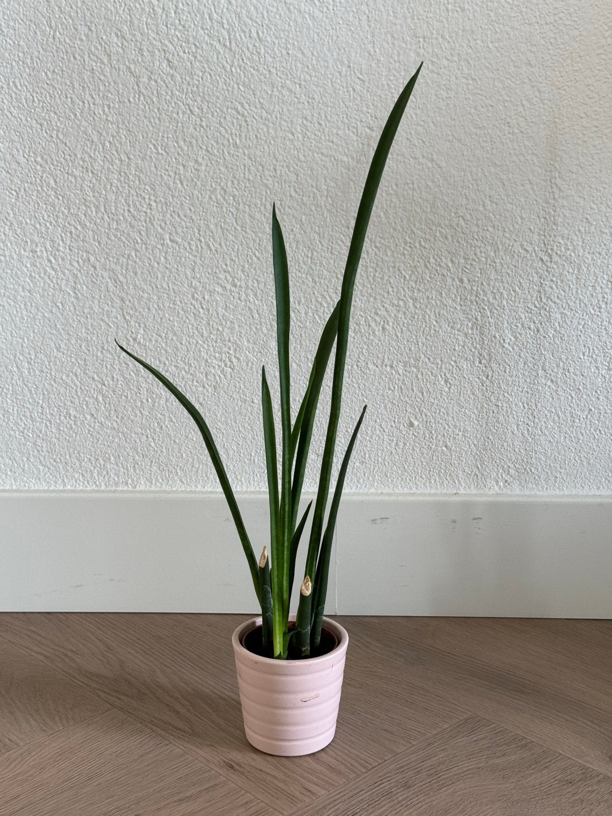 Sansevieria Cylindrica (Vrouwentong) in roze pot, Huis en Inrichting, In pot, Minder dan 100 cm, Groene kamerplant, Halfschaduw