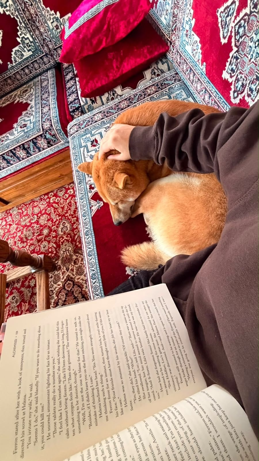Sassenheim  Stuur gerust een bericht, Reu, Eén hond, Nederland, Particulier