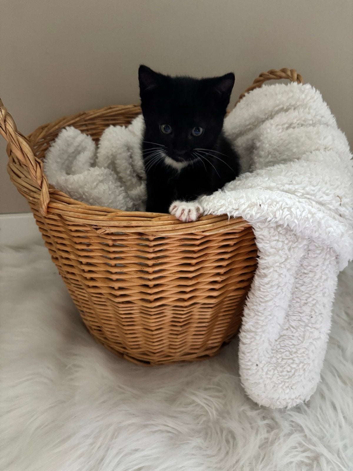 Kitten, Poes, 0 tot 2 jaar