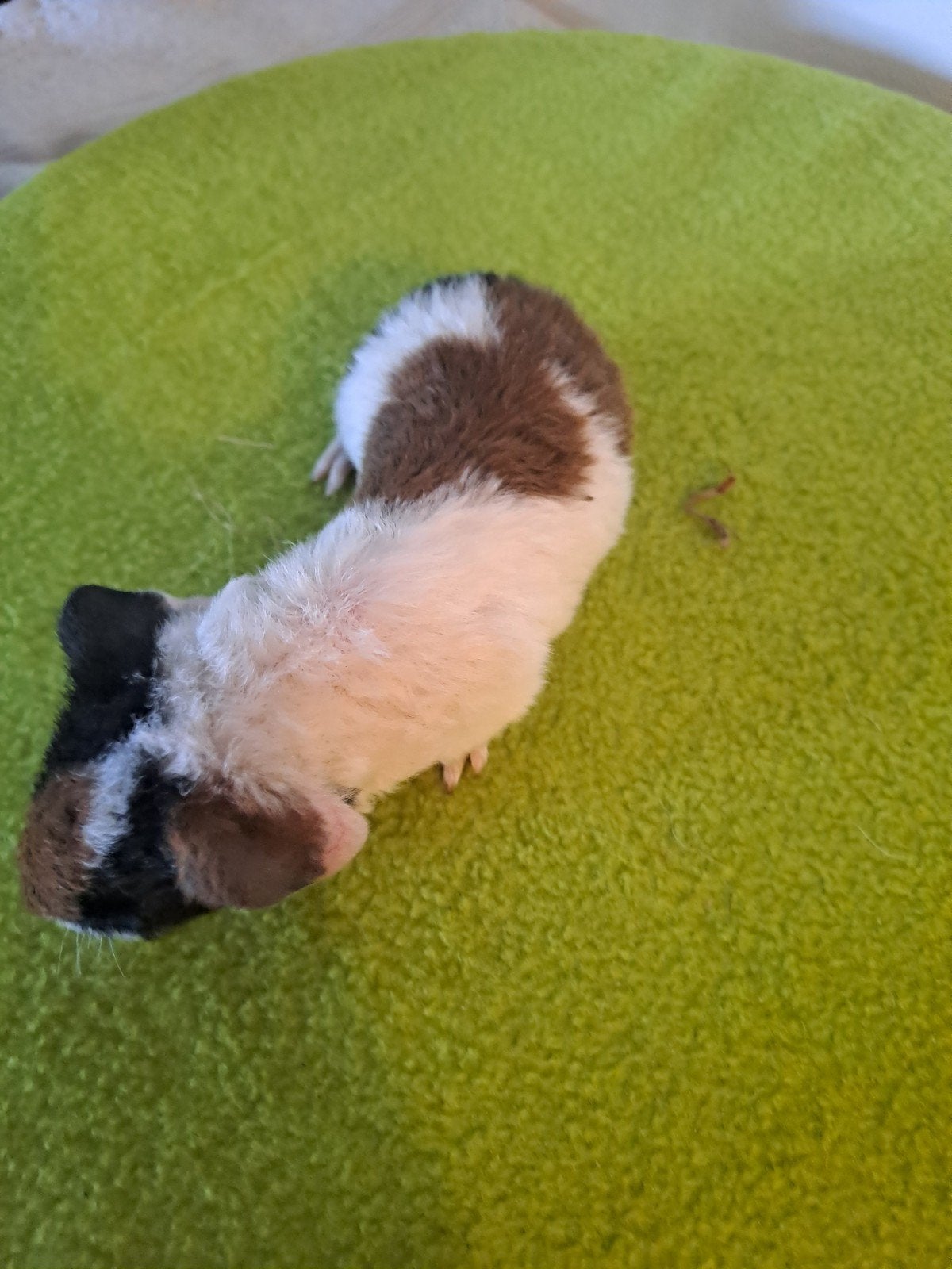 baby cavia  zeugje, Cavia, Juli, Vrouwelijk, Tam