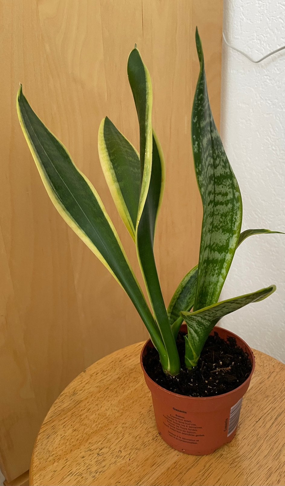 Sanseviera, Ophalen, Halfschaduw, Minder dan 100 cm
