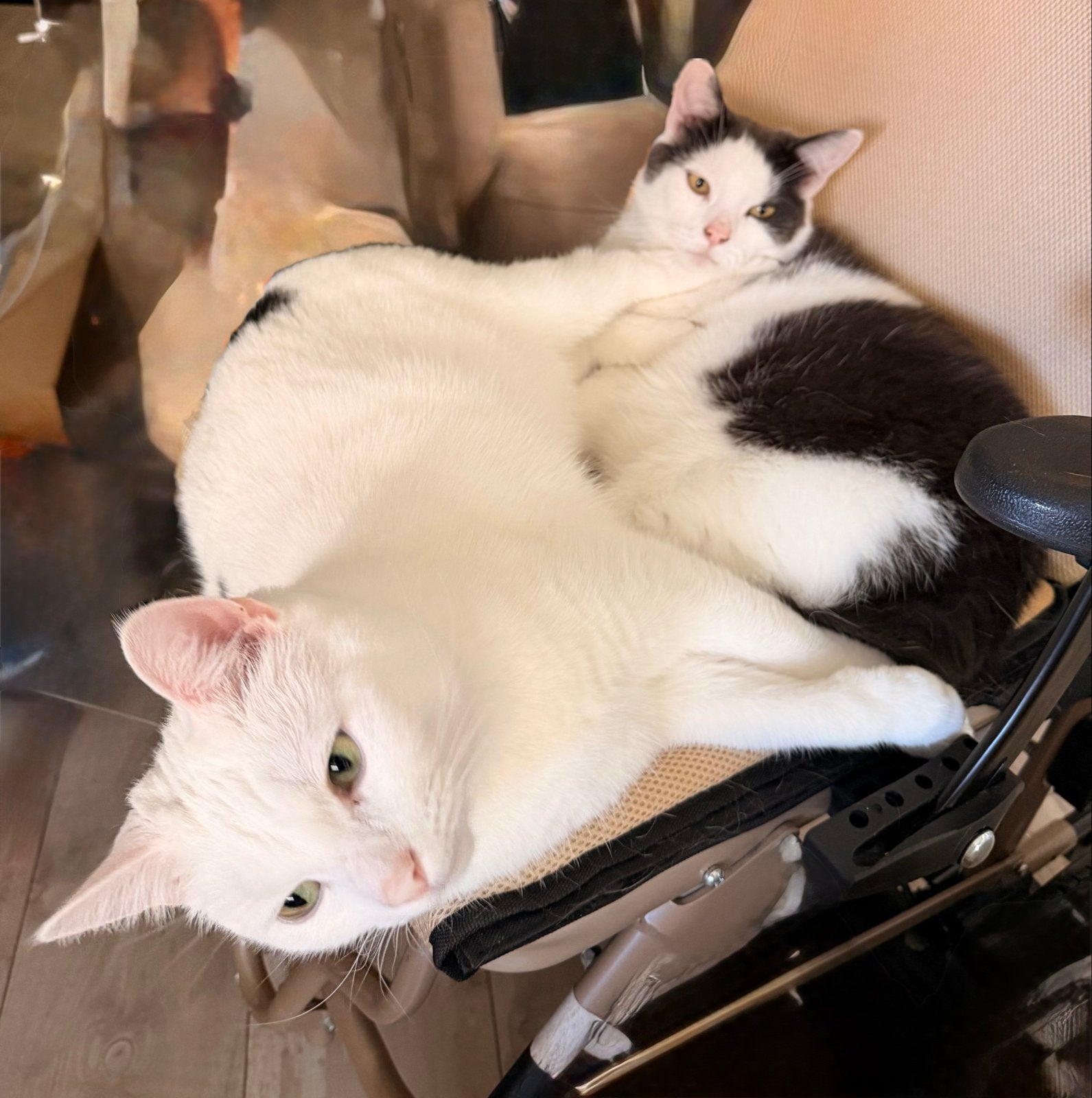 Katten zoeken een nieuw huisje, Kater, Kortharig, 6 jaar of ouder