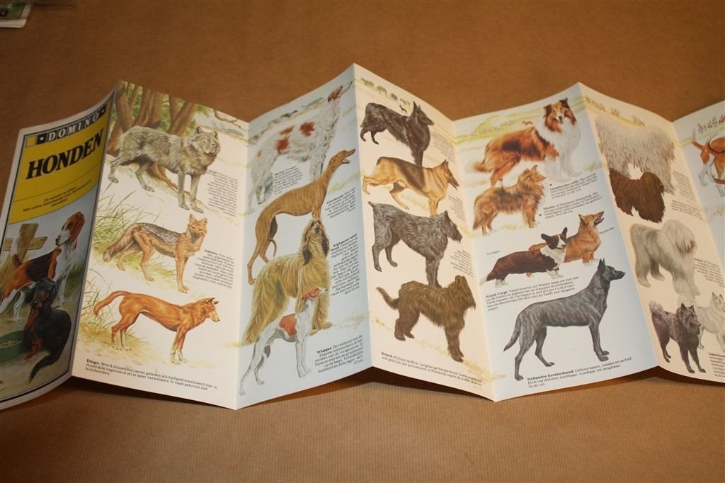 Honden — 94 Rassen in Kleur — Uitklapposter 1979, Ophalen of Verzenden, Gelezen, Honden