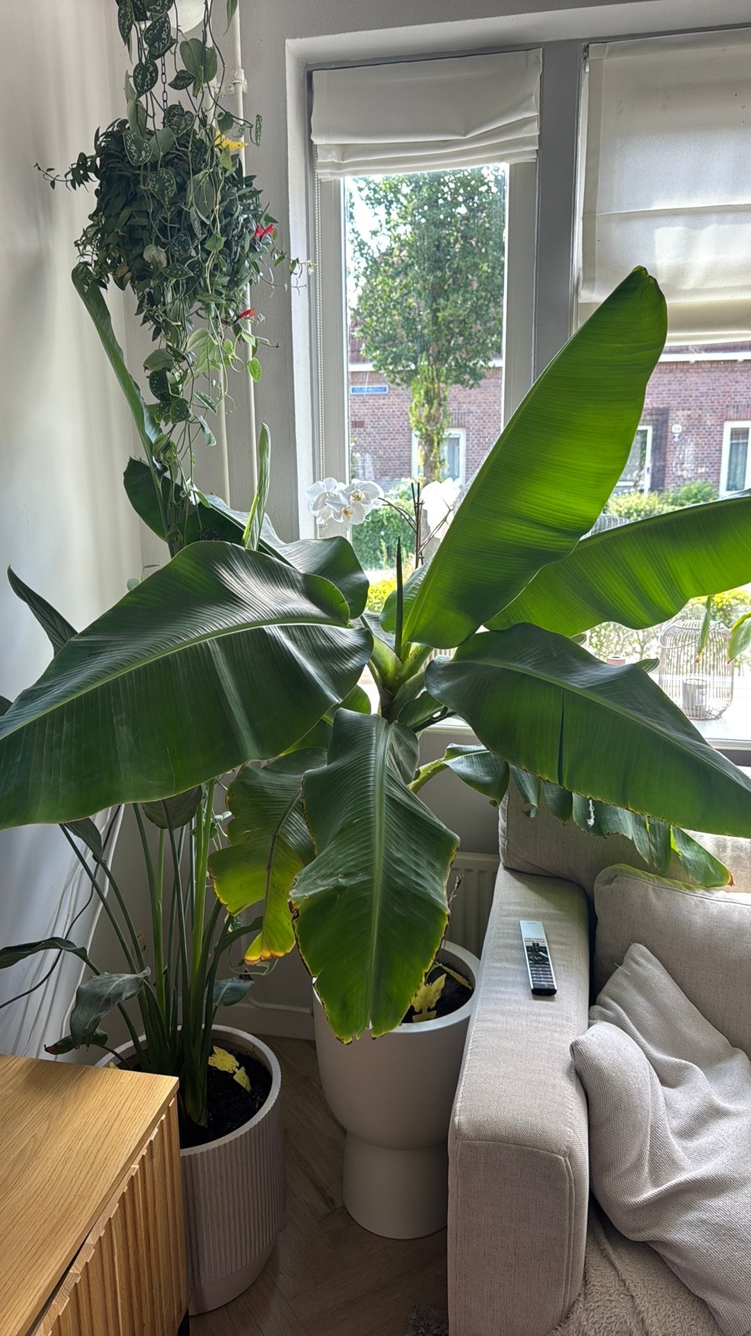 Bananen plant wordt te groot voor bij ons, Huis en Inrichting, Kamerplanten, Ophalen, Overige soorten, Halfschaduw, 100 tot 150 cm