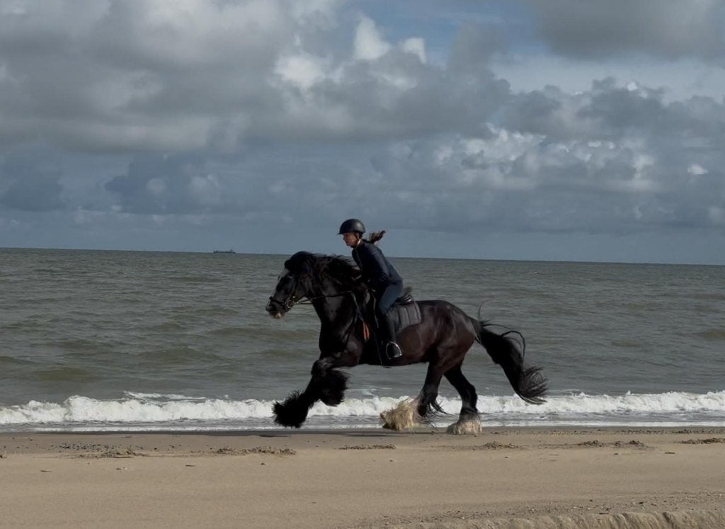 Verzorgpony/paard GEZOCHT, Dieren en Toebehoren, Ophalen of Verzenden, Nieuw