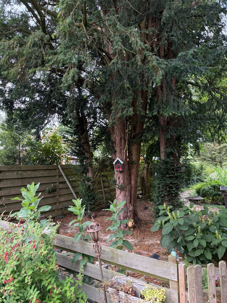 Taxus bomen gratis zelf kappen, Tuin en Terras, Haardhout, 6 m³ of meer, Ophalen, Overige houtsoorten, Stammen
