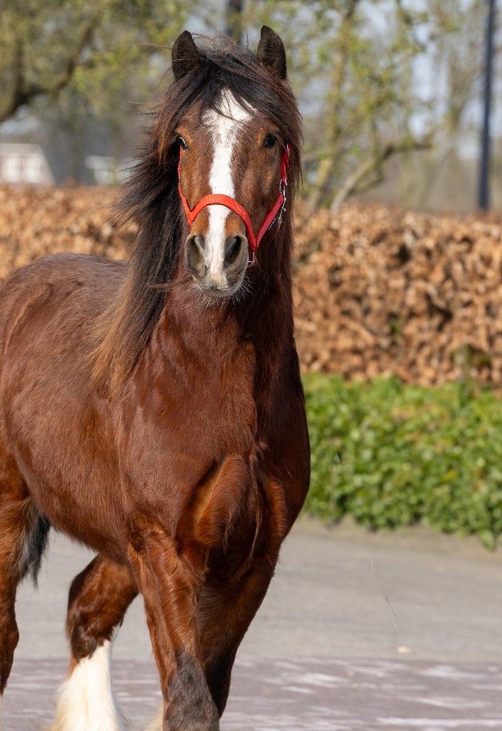 Goedgekeurde STER Tinker hengst – 3,5 jaar – Shadow of Bay, Met stamboom, Dressuurpony, Hengst, 3 tot 6 jaar