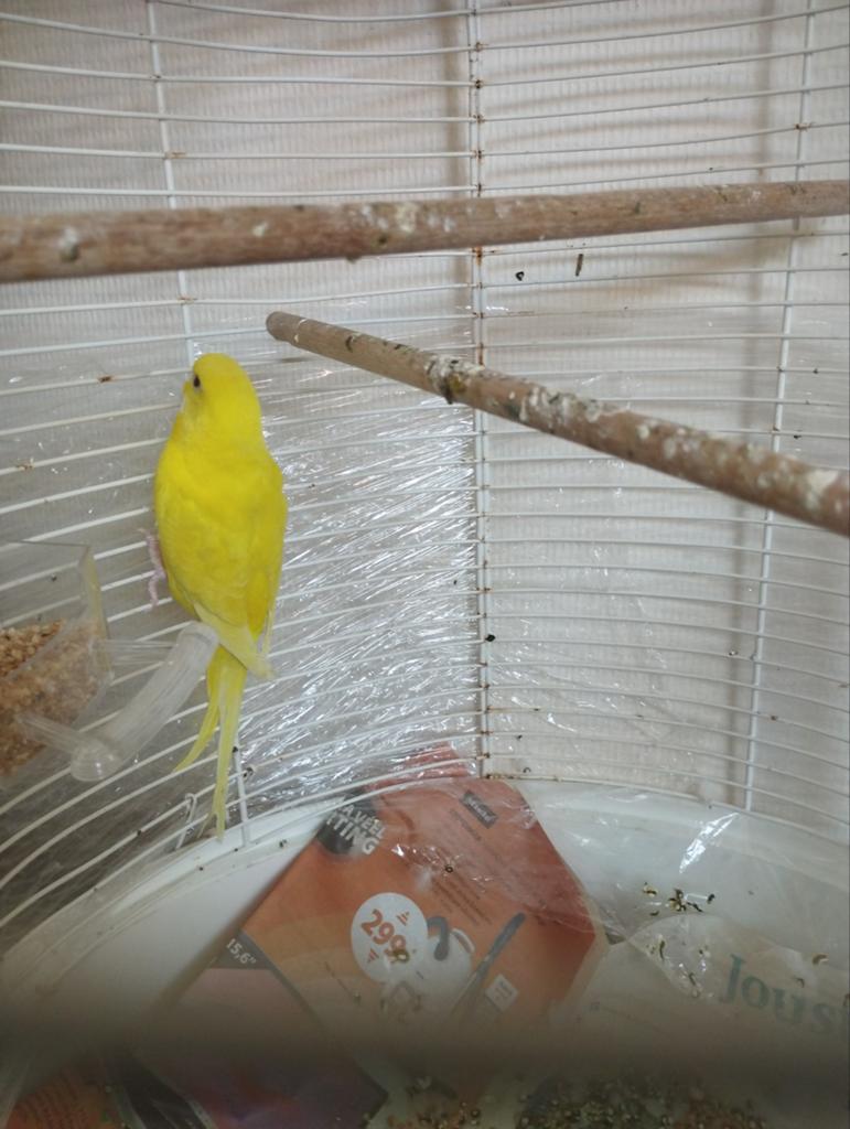 Soecualle kleur vogel geel, Meerdere dieren