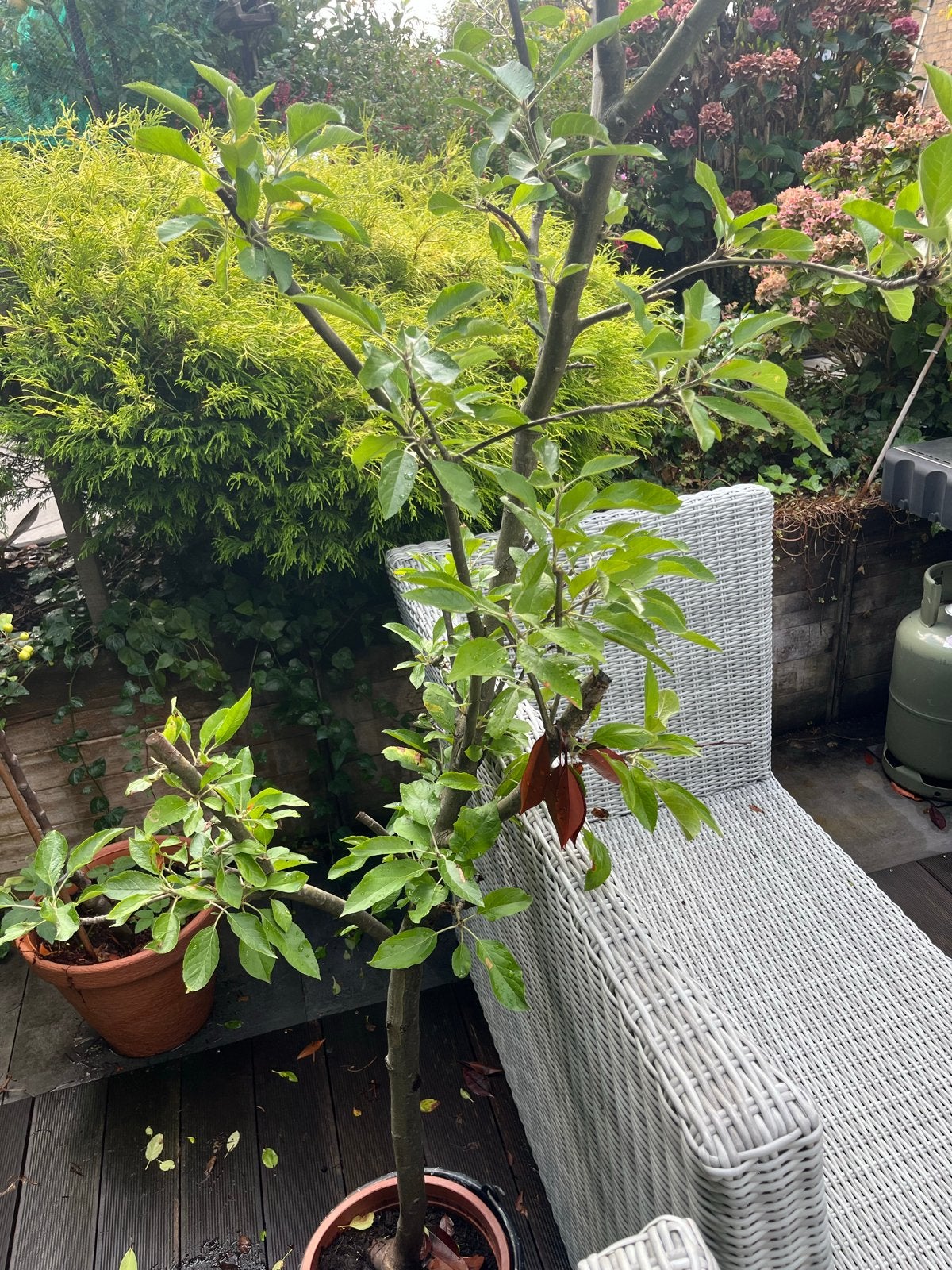 Appelboom in pot - Vers fruit uit eigen tuin, Ophalen, Lente, Volle zon, In pot