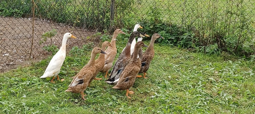 Fleseenden, Dieren en Toebehoren, Meerdere dieren, Eend