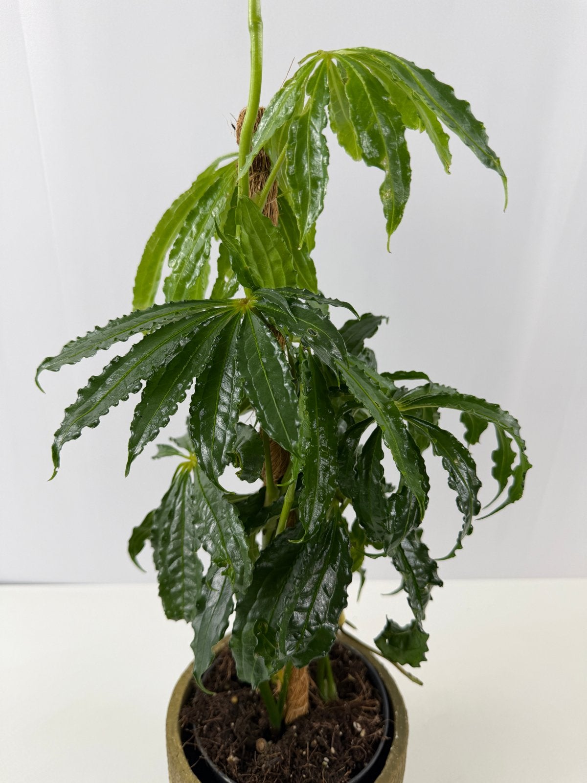 Anthurium polystichum - Unieke kamerplant in pot 13, Overige soorten, In pot, Minder dan 100 cm, Groene kamerplant