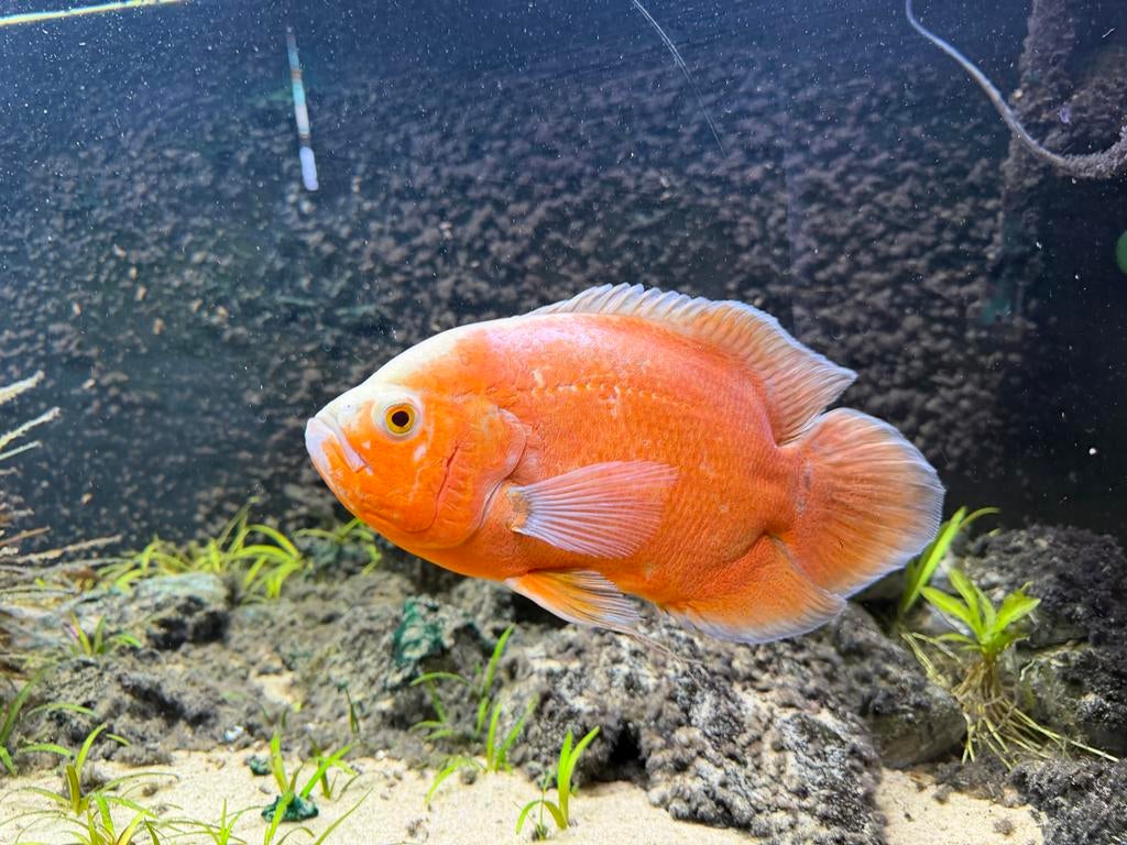 Oscar, Vis