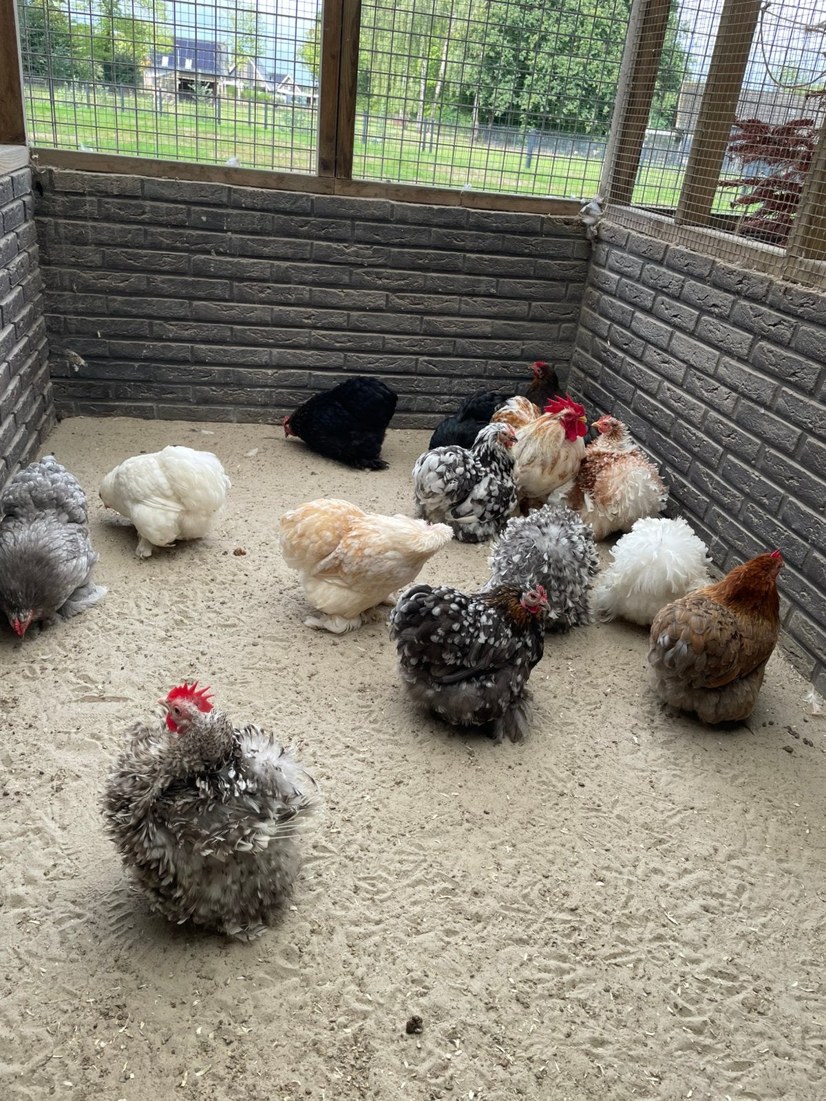 Cochin kriel hennen te koop, Dieren en Toebehoren, Vrouwelijk, Kip