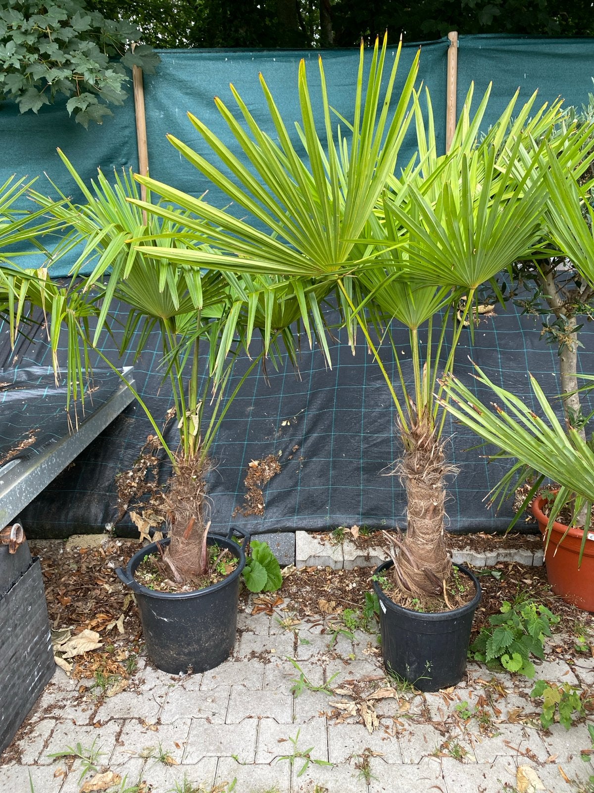 Trachycarpus fortunei - Winterharde Chinese waaierpalm, Volle zon, Vaste plant, Bloeit niet, Ophalen