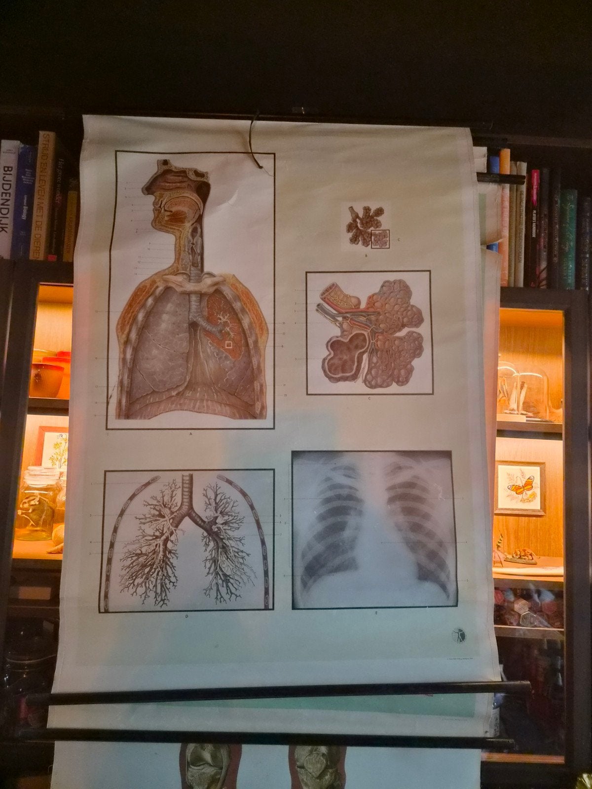 Schoolplaat longen, Ophalen, Natuur en Biologie
