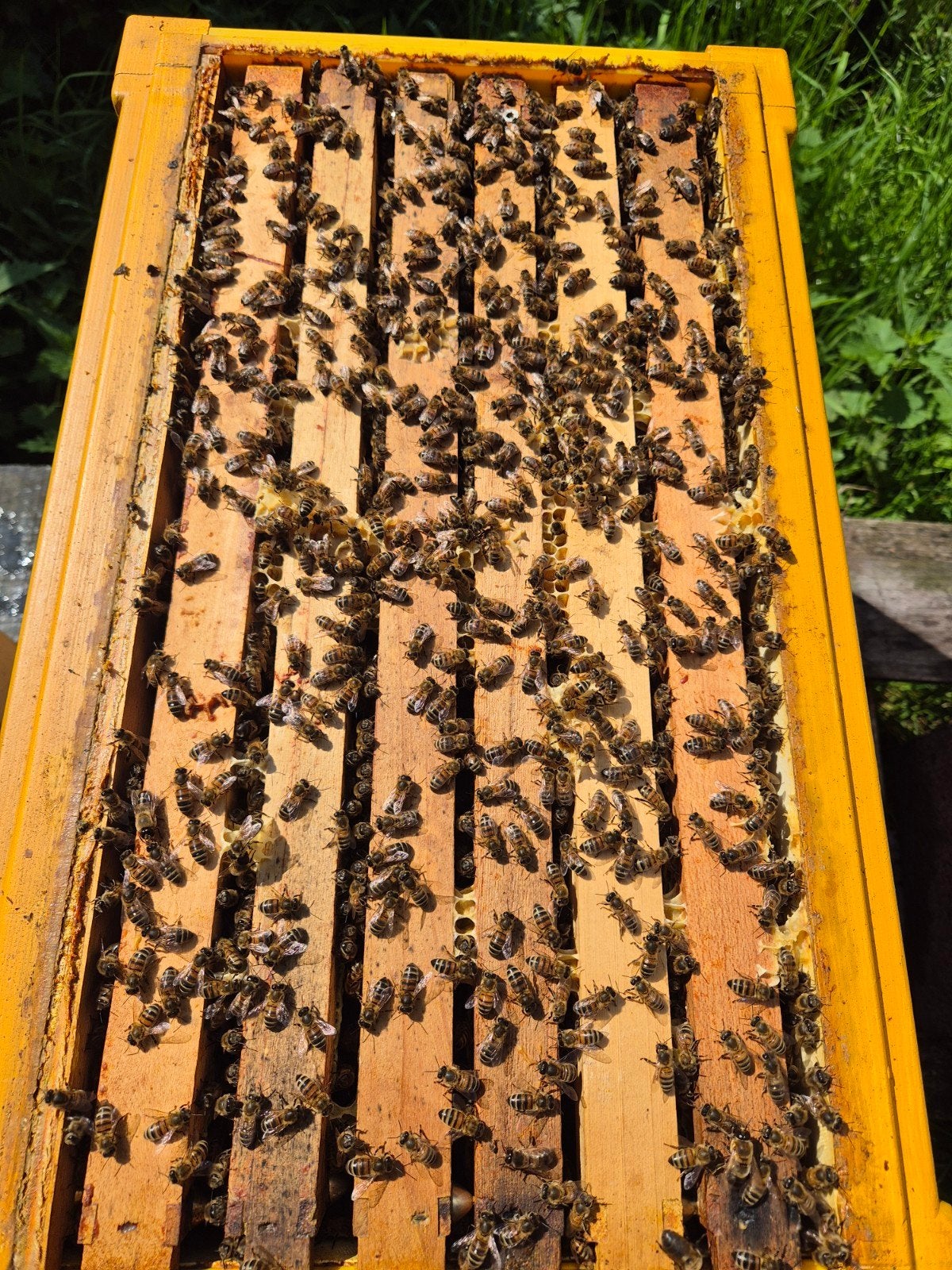 Buckfast f1 bijenvolk 2026 dadant us, Dieren en Toebehoren, Insecten en Spinnen, Bijen