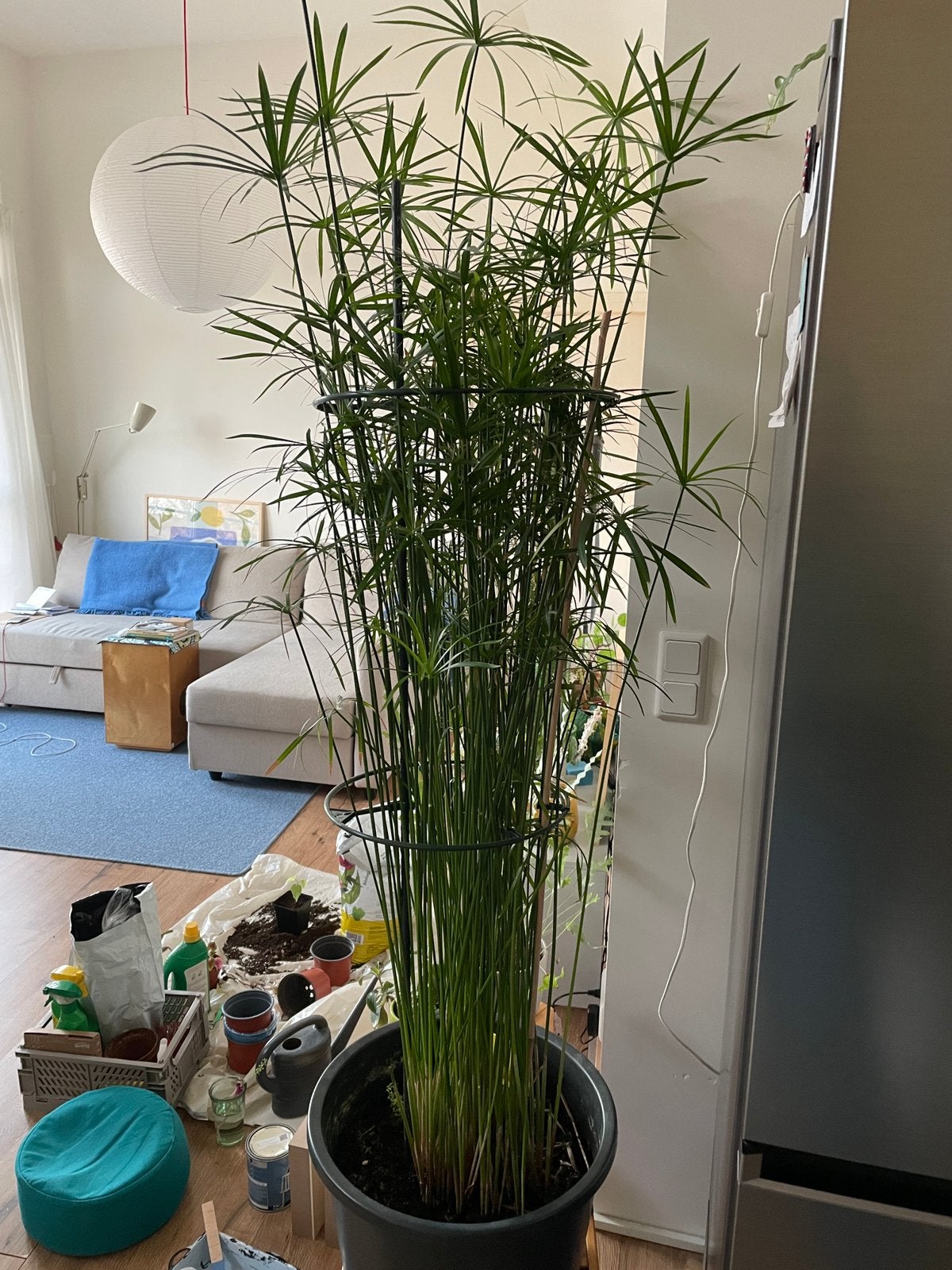 Stekjes papyrus, Ophalen of Verzenden, Halfschaduw, Minder dan 100 cm