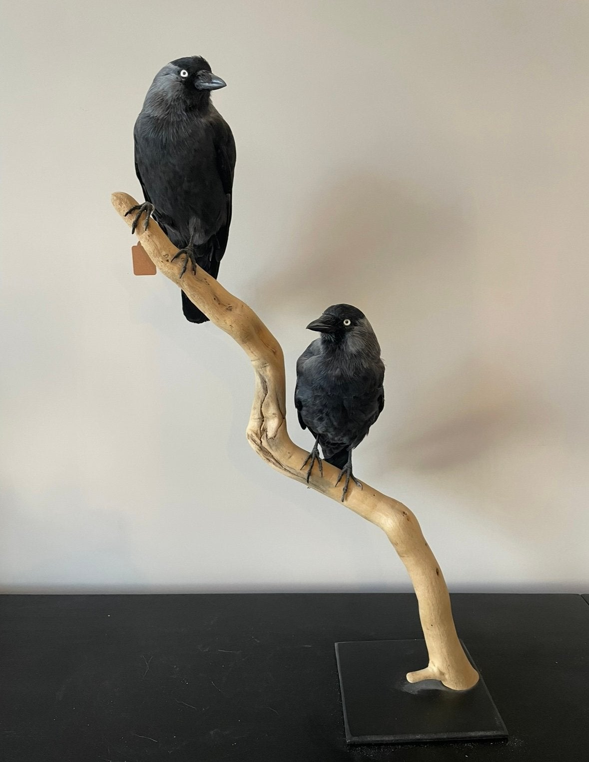 Twee opgezette kauwtjes op hout, Ophalen of Verzenden, Vogel, Opgezet dier