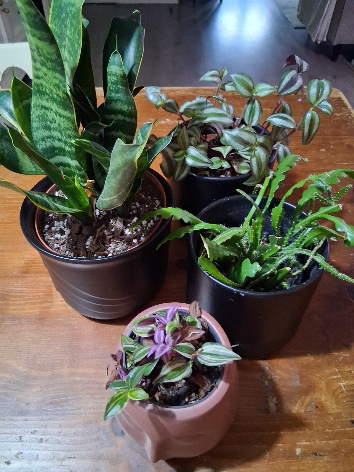 Makkelijke kamerplantjes te koop! Op=Op!, Huis en Inrichting, Ophalen, Halfschaduw, Minder dan 100 cm