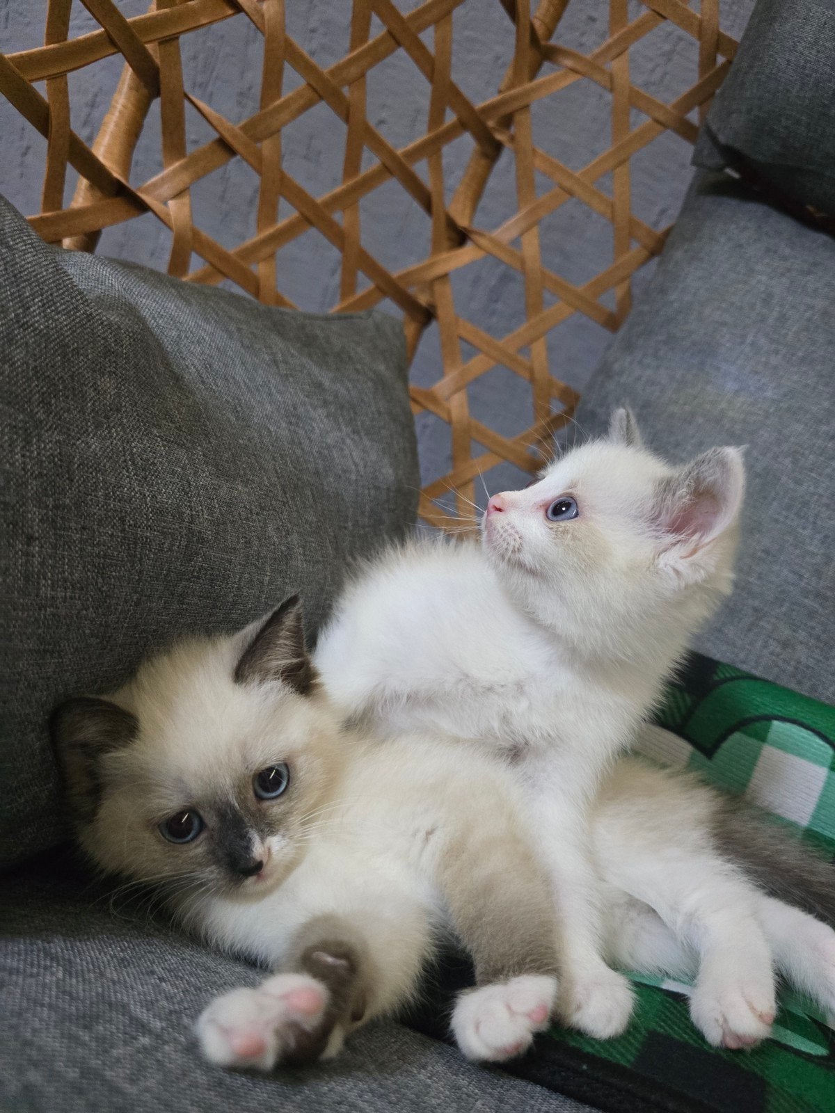 Schattige Ragdoll kittens zoeken een liefdevol thuis!, Meerdere dieren, 0 tot 2 jaar