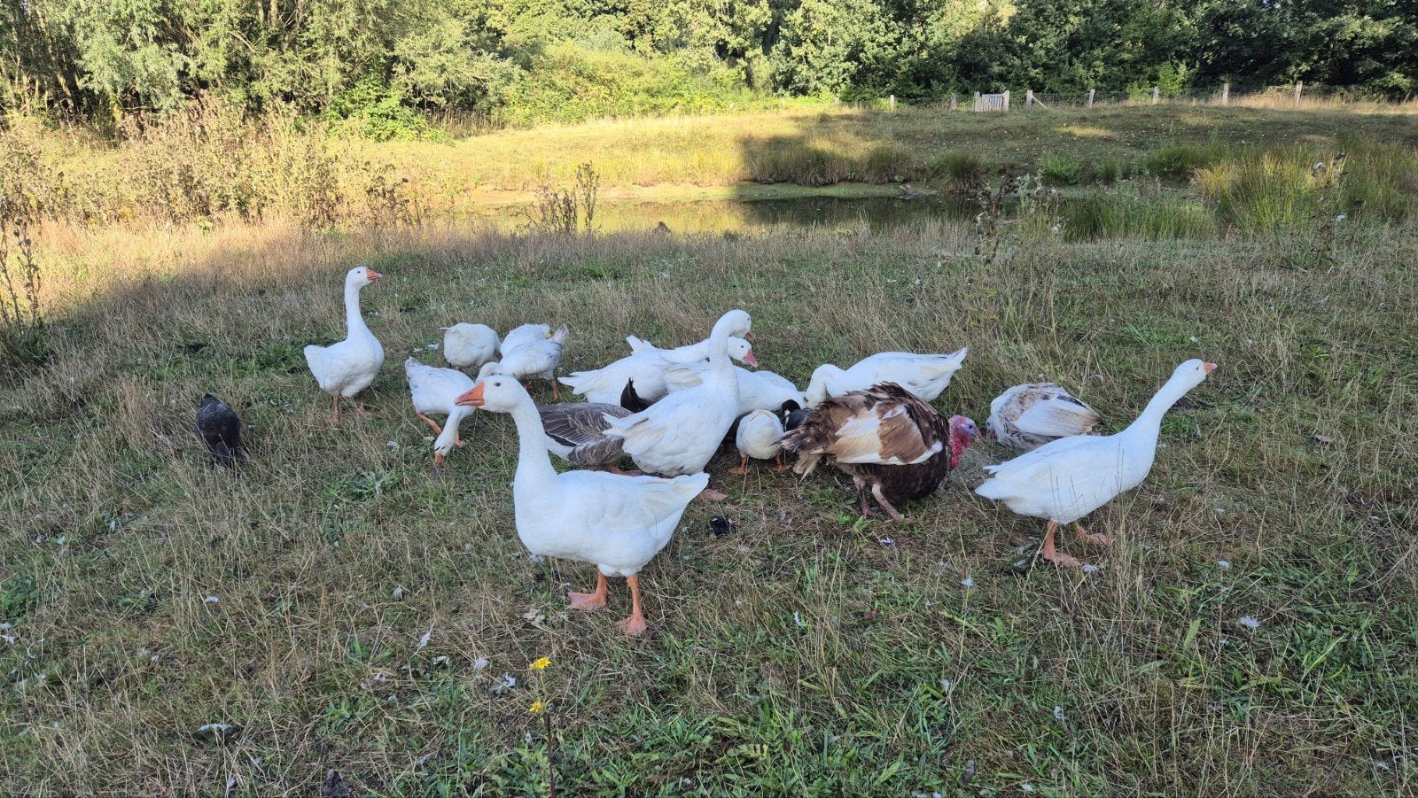 Te Koop ganzen en kalkoenen, Dieren en Toebehoren, Pluimvee, Meerdere dieren, Gans of Zwaan