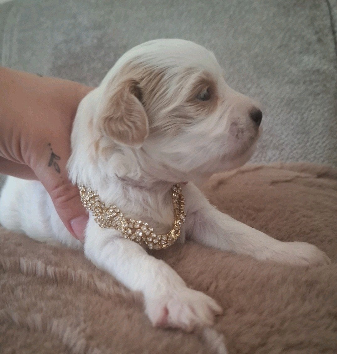 💞 SCHITTEREND!! 💞 Prachtige Maltipoo pup 💞 ABRIKOOS WIT, Parvo, Overige rassen, 8 tot 15 weken, Meerdere