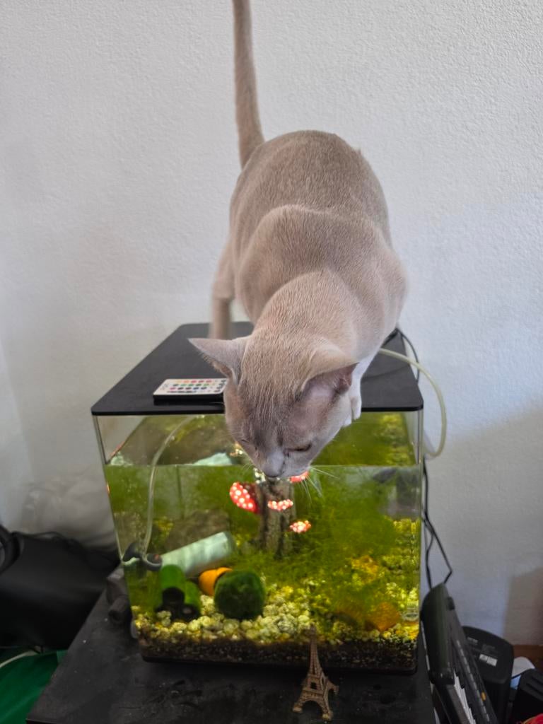 Mooie biorb, 60 liter, Ophalen, Leeg aquarium