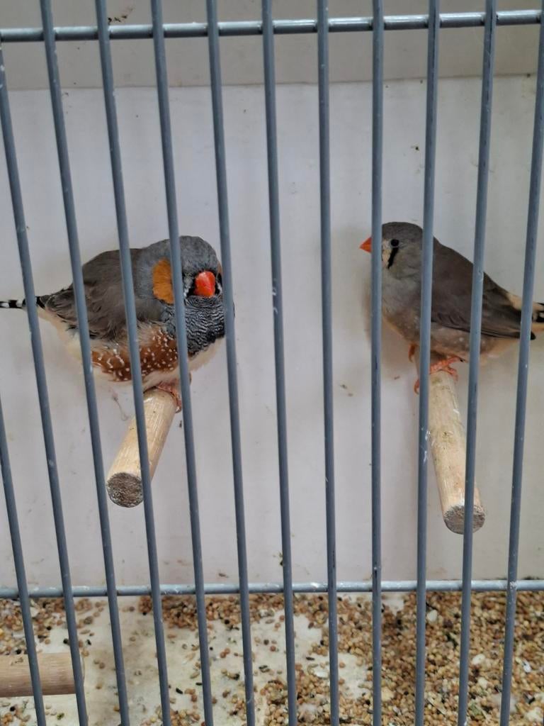 Koppel split charcoal zebravinken, Dieren en Toebehoren, Vogels | Overige Vogels, Meerdere dieren